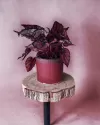 Etna Etna